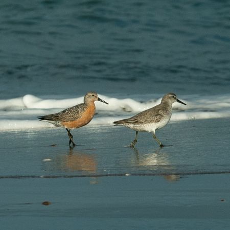 LA RESERVA MUNICIPAL FARO QUERANDÍ PARTICIPÓ DEL CENSO NEOTROPICAL DE AVES ACUÁTICAS