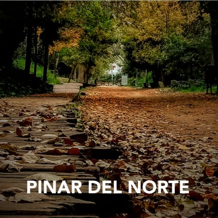 Postales geselinas 20 años